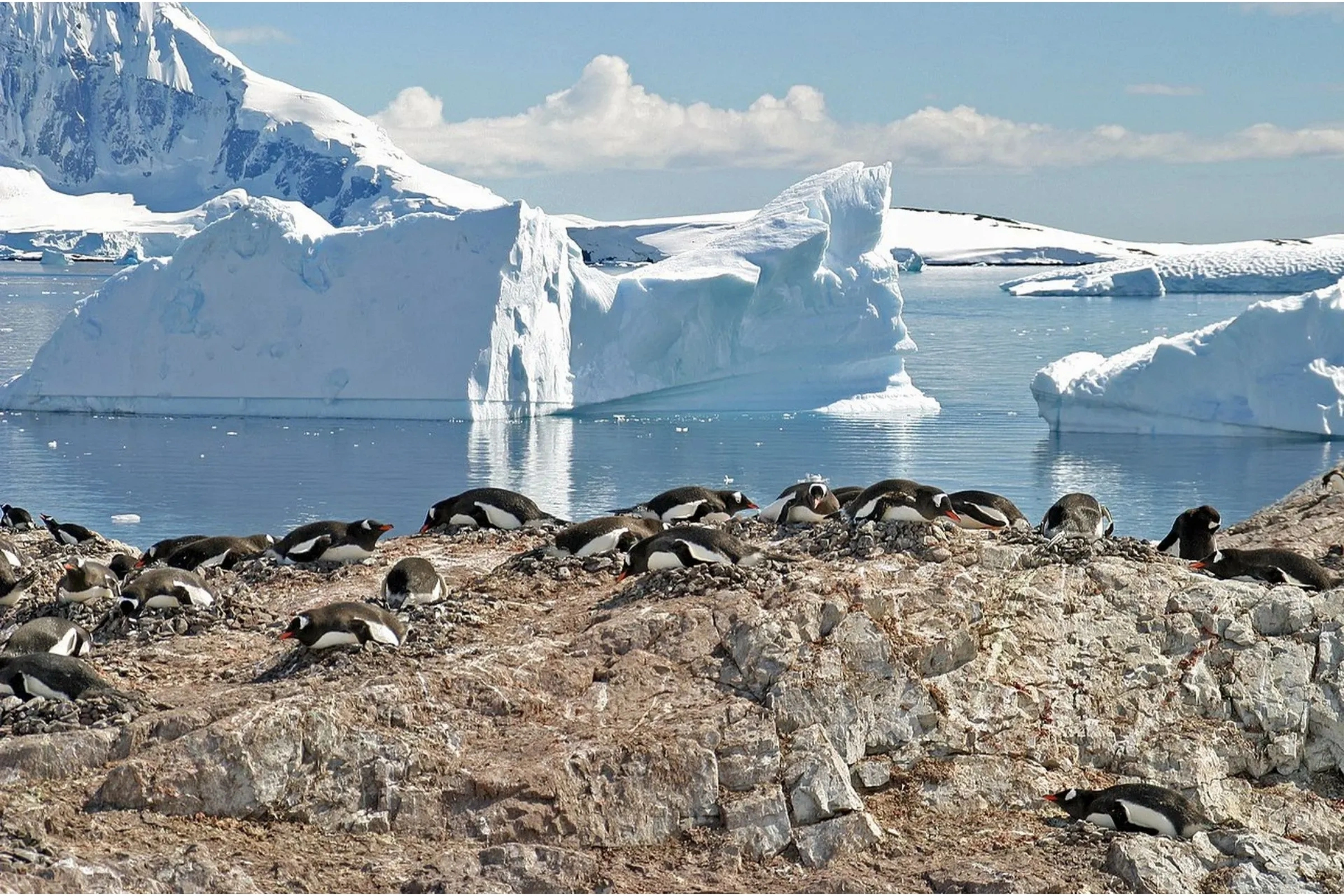 Cuverville Island.webp